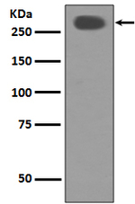 ACACA/ACACB Antibody in Western Blot (WB)