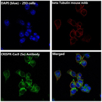 CRISPR-Cas9 Recombinant Rabbit Monoclonal Antibody (K01_4U12)