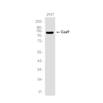 CRISPR-Cas9 Antibody in Western Blot (WB)