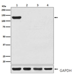 CRISPR-Cas9 Antibody in Western Blot (WB)