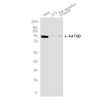 CLOCK Antibody in Western Blot (WB)