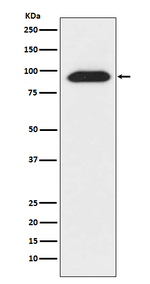 CLOCK Antibody in Western Blot (WB)