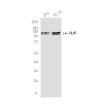 ULK1 Antibody in Western Blot (WB)