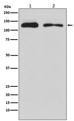 ULK1 Antibody in Western Blot (WB)