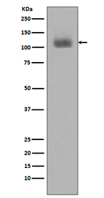 Phospho-JAK2 (Tyr1007, Tyr1008) Antibody in Western Blot (WB)