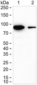 STAT5 alpha/beta Antibody in Western Blot (WB)