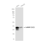 hnRNP C1/C2 Antibody in Western Blot (WB)