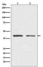 hnRNP C1/C2 Antibody in Western Blot (WB)