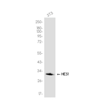 HES1 Antibody in Western Blot (WB)