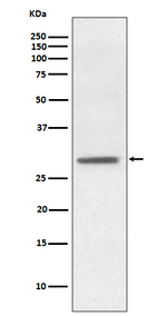 HES1 Antibody in Western Blot (WB)