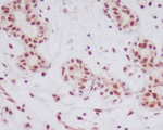 Phospho-JNK1/JNK2/JNK3 (Thr183) Antibody in Immunohistochemistry (Paraffin) (IHC (P))