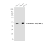 Phospho-JNK1/JNK2/JNK3 (Thr183) Antibody in Western Blot (WB)