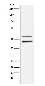 Phospho-JNK1/JNK2/JNK3 (Thr183) Antibody in Western Blot (WB)