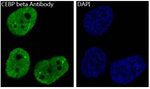 C/EBP beta Recombinant Rabbit Monoclonal Antibody (K01_4U38)