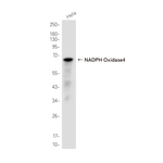 NOX4 Antibody in Western Blot (WB)