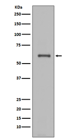 NOX4 Antibody in Western Blot (WB)