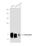 Calmodulin Antibody in Western Blot (WB)
