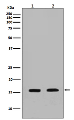 Calmodulin Antibody in Western Blot (WB)