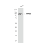 GM130 Antibody in Western Blot (WB)