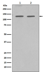 GM130 Antibody in Western Blot (WB)