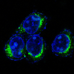 CD9 Recombinant Rabbit Monoclonal Antibody (K01_4U48)