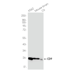 CD9 Antibody in Western Blot (WB)