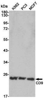 CD9 Antibody in Western Blot (WB)