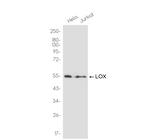 LOX Antibody in Western Blot (WB)