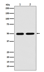 LOX Antibody in Western Blot (WB)