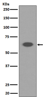 AIF Antibody in Western Blot (WB)