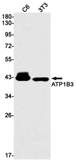 CD298 Recombinant Rabbit Monoclonal Antibody (K01_1N26)