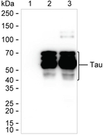 Phospho-Tau (Ser199) Antibody in Western Blot (WB)