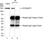 SynGAP Antibody in Immunoprecipitation (IP)