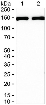 SynGAP Recombinant Rabbit Monoclonal Antibody (K01_1K81)