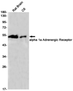 alpha-1a Adrenergic Receptor Recombinant Rabbit Monoclonal Antibody (K01_1M62)