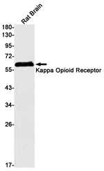 OPRK1 Recombinant Rabbit Monoclonal Antibody (K01_1T19)