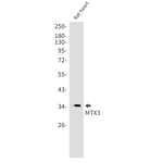 MTX3 Antibody in Western Blot (WB)