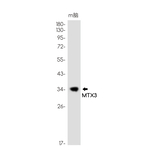 MTX3 Recombinant Rabbit Monoclonal Antibody (K01_1U22)