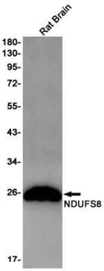 NDUFS8 Antibody in Western Blot (WB)