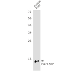 FABP1 Antibody in Western Blot (WB)