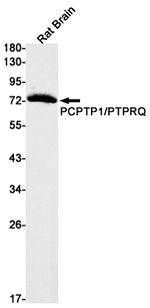 PCPTP1 Antibody in Western Blot (WB)