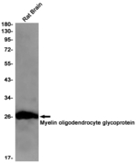 MOG Antibody in Western Blot (WB)