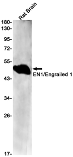 EN1 Antibody in Western Blot (WB)