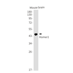 HOMER1 Recombinant Rabbit Monoclonal Antibody (K01_1S43)