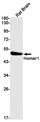 HOMER1 Antibody in Western Blot (WB)