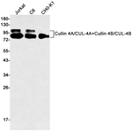 Cullin 4A/4B Antibody in Western Blot (WB)