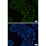 Histone Macro-H2A.1 Recombinant Rabbit Monoclonal Antibody (K01_1T59)