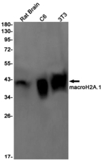 Histone Macro-H2A.1 Antibody in Western Blot (WB)