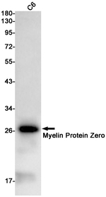 MPZ Recombinant Rabbit Monoclonal Antibody (K01_1U33)