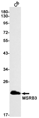 MSRB3 Antibody in Western Blot (WB)